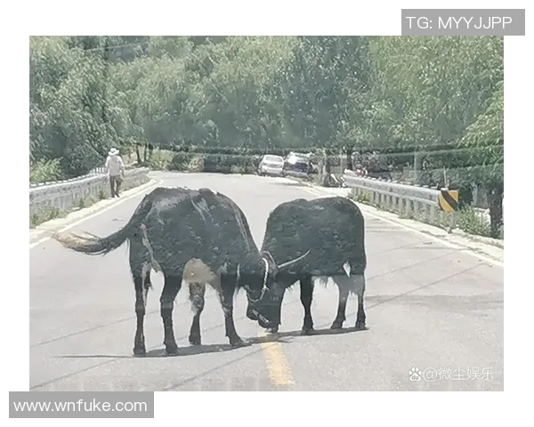 希勒宾夕法尼亚临危不乱,惊险战平小牛! 希勒宾夕法尼亚临危不乱,惊险战平小牛!